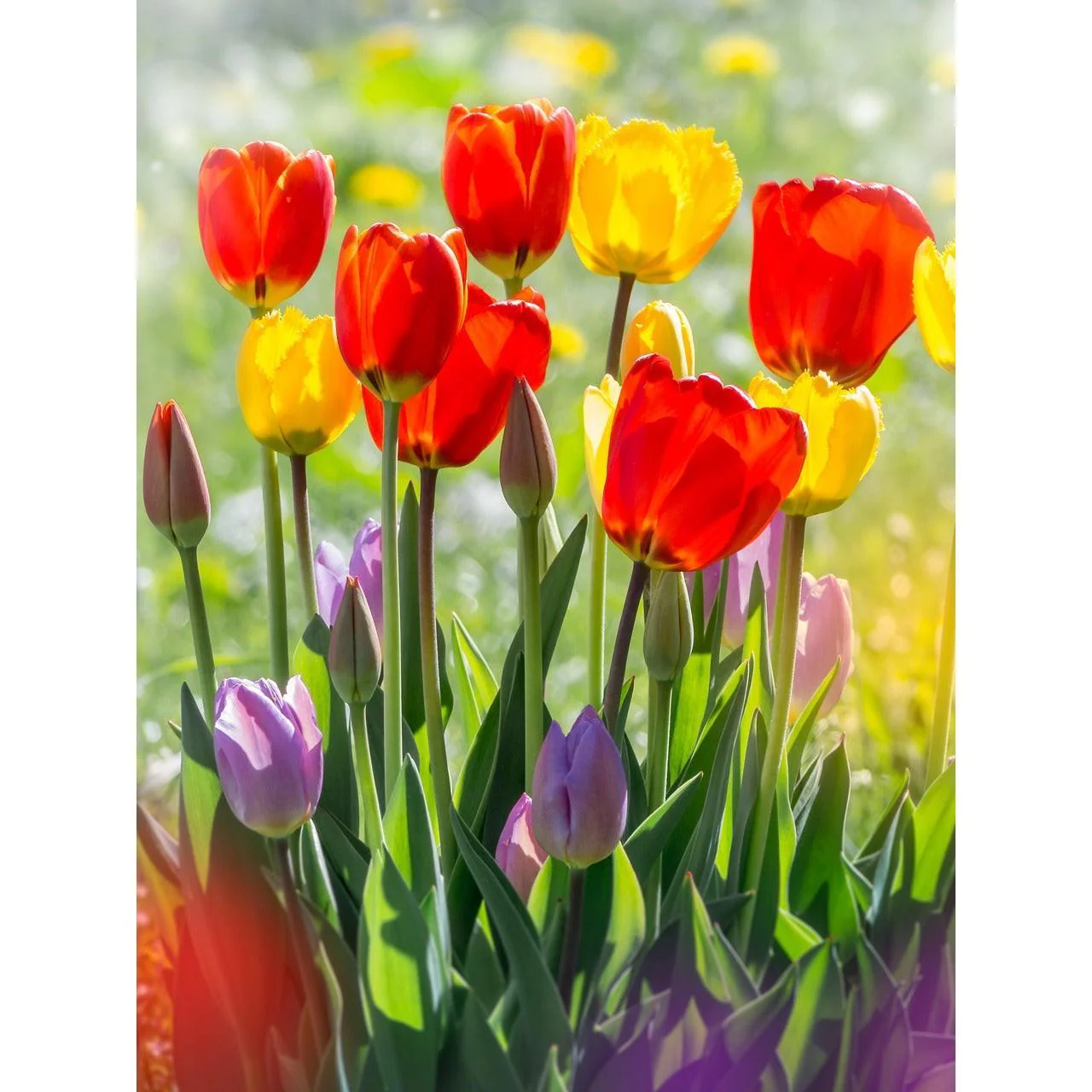 Miniatuur 1
